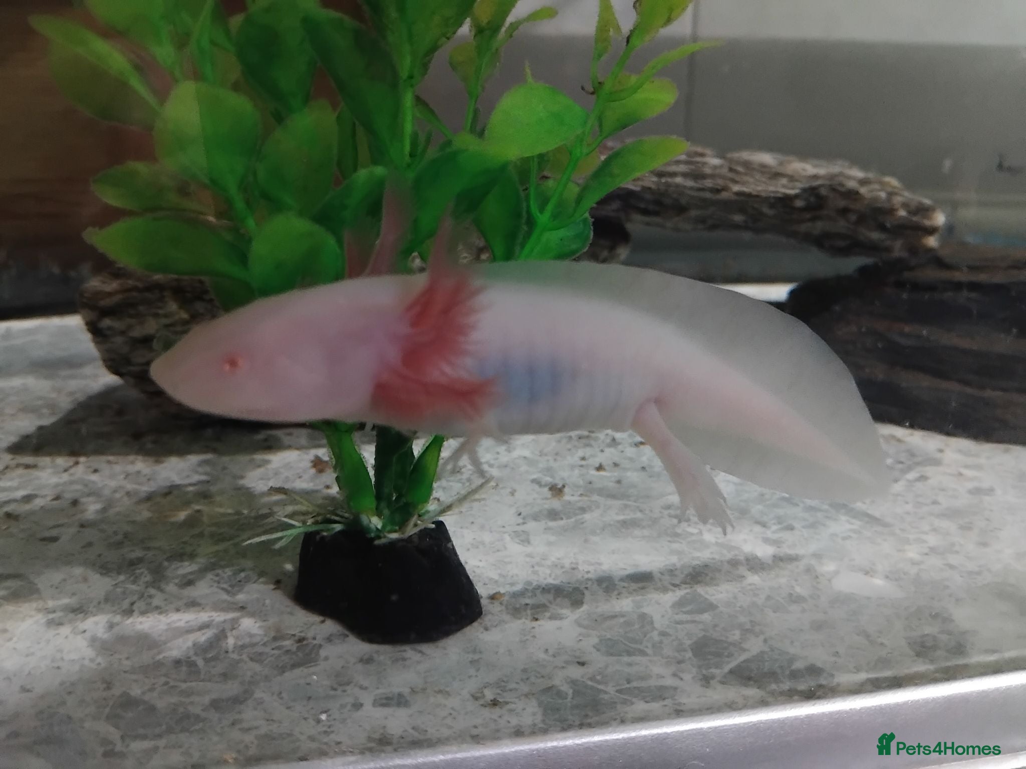 Axolotl reptiles Axolotl albino  - Advert 3