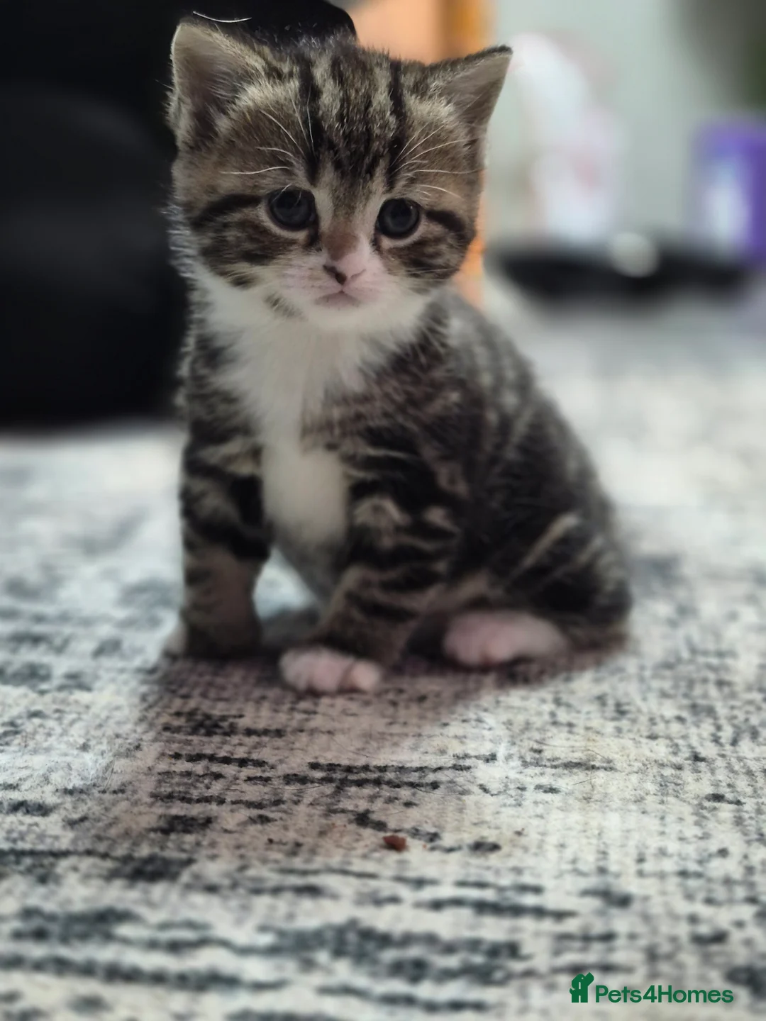 Mixed Breed cats for sale:  Stunning British Shorthair x Bengal - Advert 2