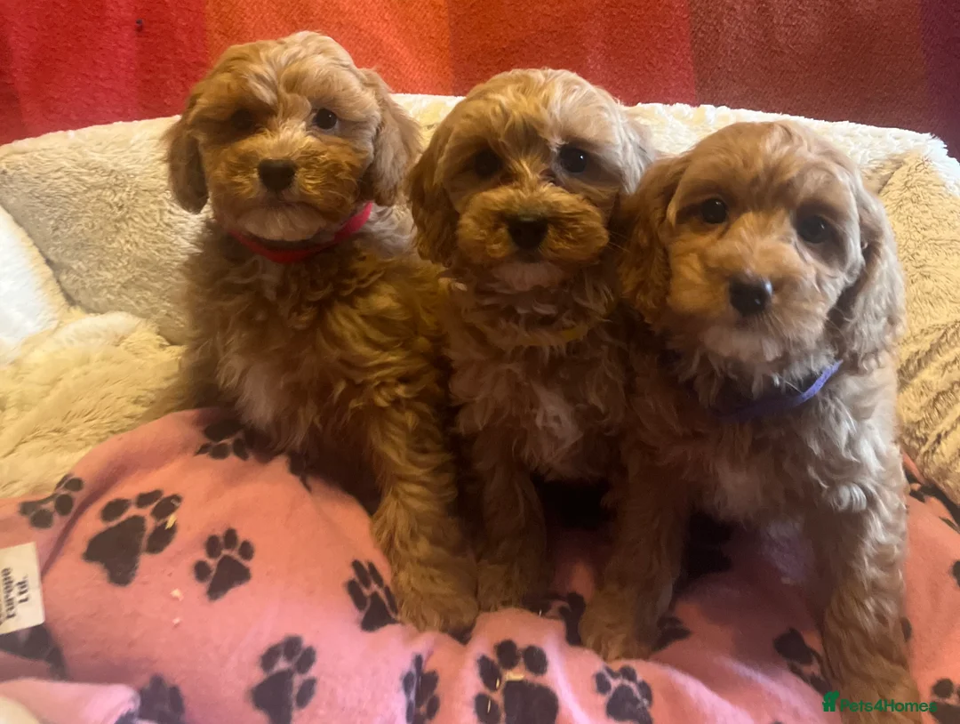 Cavapoochon dogs for sale: Cavapoochon p - Advert 7