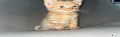 Mixed Breed 2