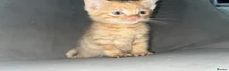 Mixed Breed cats for sale: Siamese mixed breed lovely kittens in Milton Keynes - Advert 8