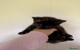 Domestic Shorthair cats for sale: Female tortoise shell and fluffy black with spots - Image 4