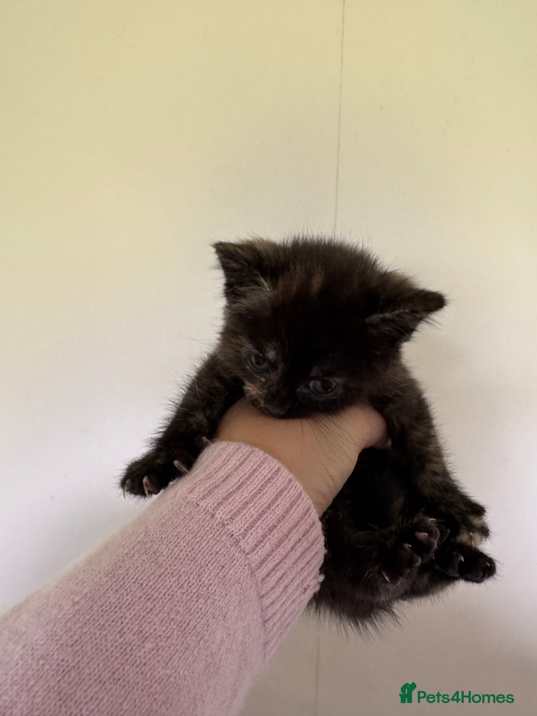 Domestic Shorthair cats for sale: Female tortoise shell and fluffy black with spots - Image 4