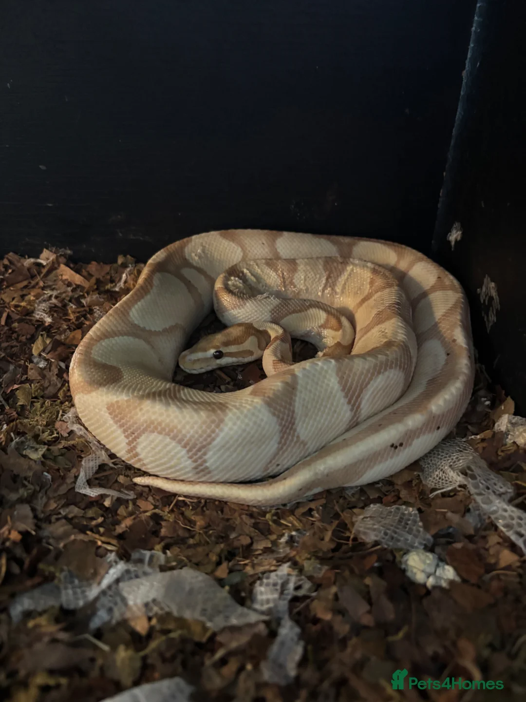 Python Snake reptiles for sale: BALL PYTHON BANANA  - Advert 1