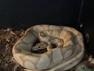 Python Snake reptiles BALL PYTHON BANANA - Advert 1