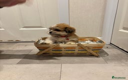 Lhasa Apso dogs for sale: Full bred Lhasa apso puppies  - Advert 7