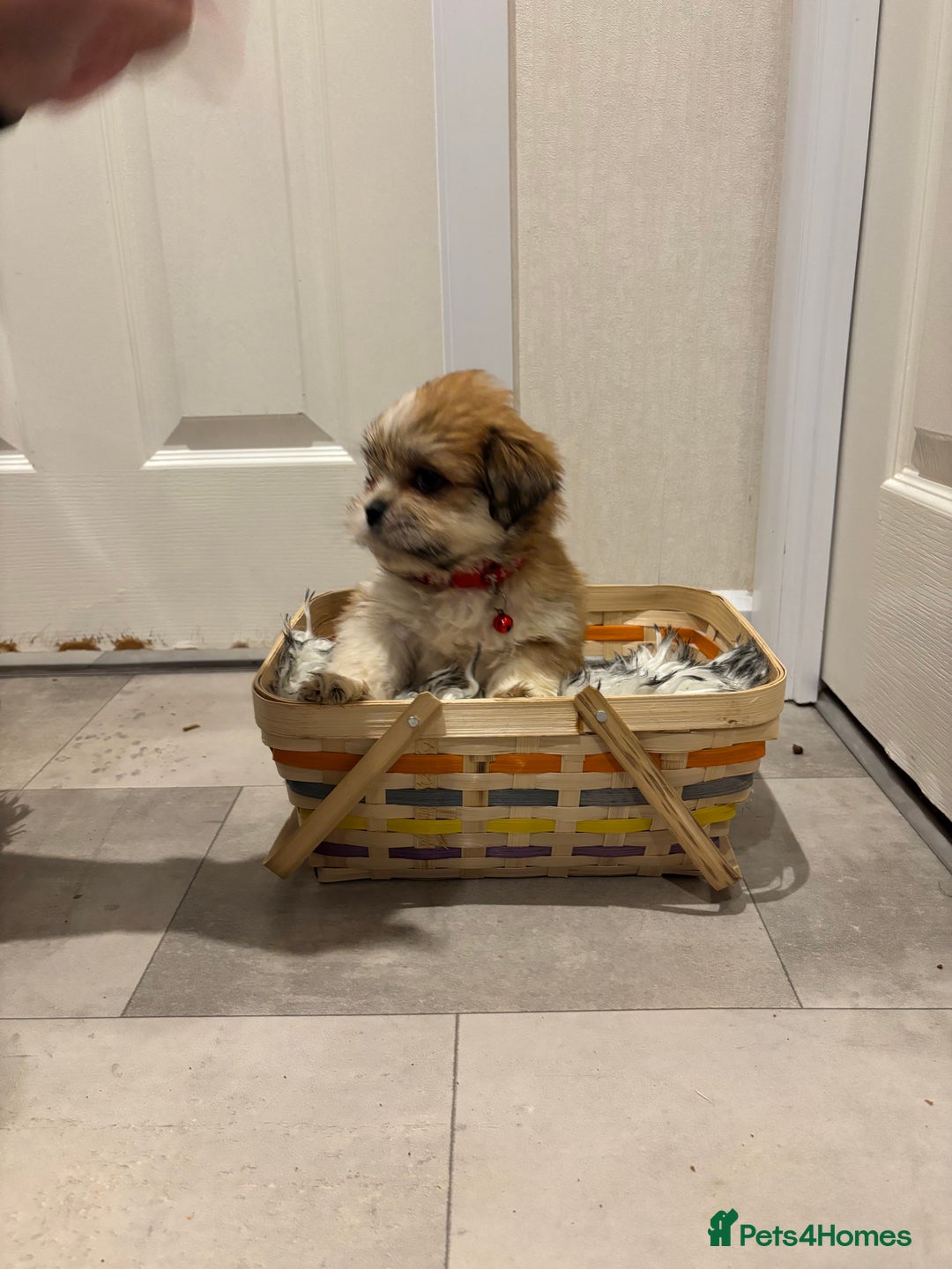 Lhasa Apso dogs for sale: Full bred Lhasa apso puppies  - Advert 7