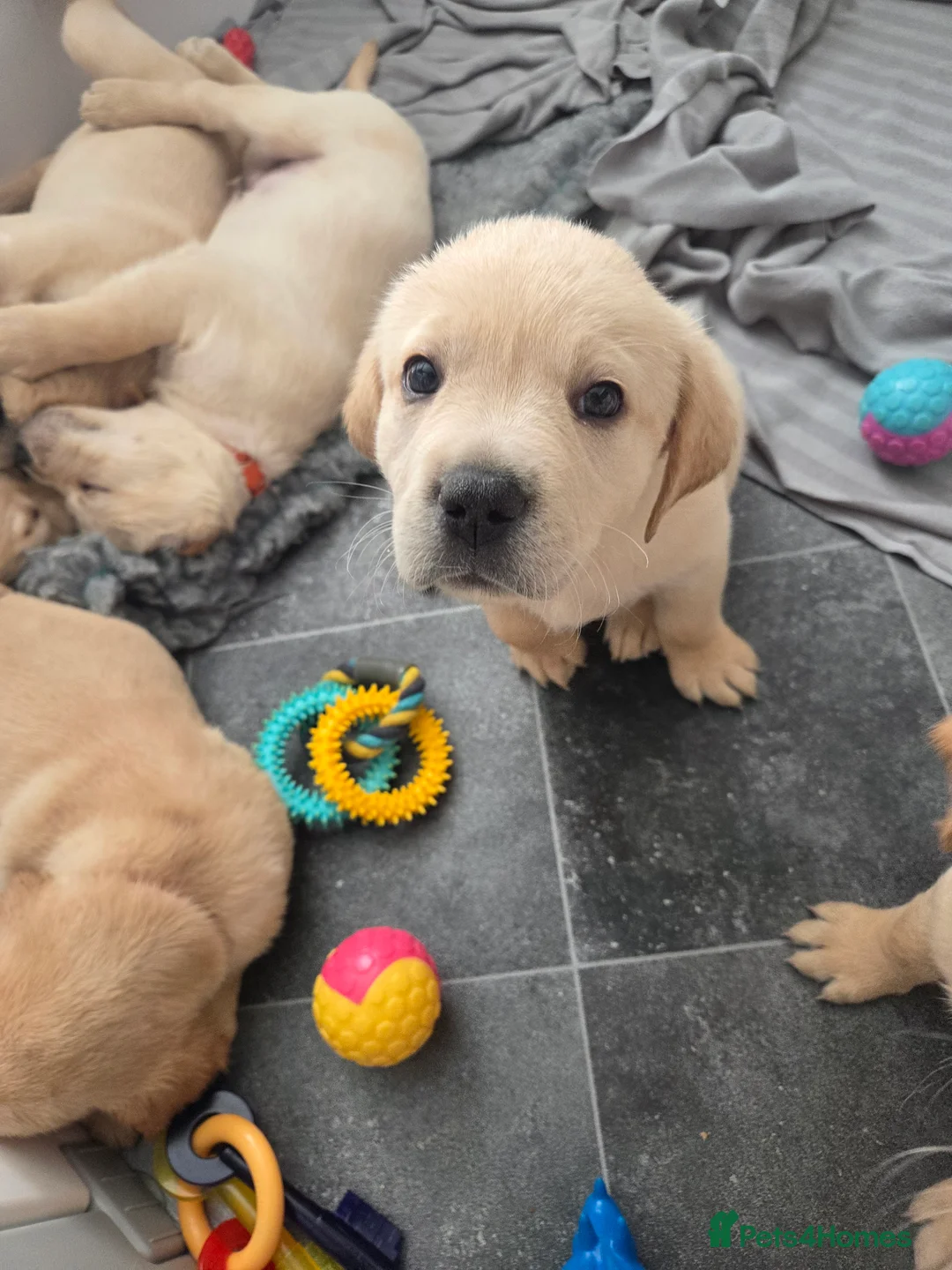 Goldador dogs for sale: Goldador Puppies – Show & Working Lines - Advert 2