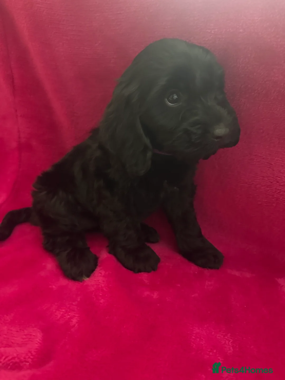 Cockapoo dogs for sale: Beautiful cockapoo puppies  - Advert 2
