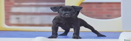 Patterdale Terrier dogs for sale: Patterdale Terrier Puppies, Last 2 Left! 🐾 - Advert 7