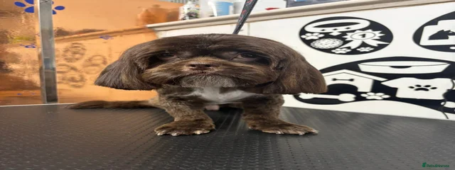 Gizmo