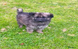 German Shepherd dogs for sale: German shepherd puppies for sale  - Image 16