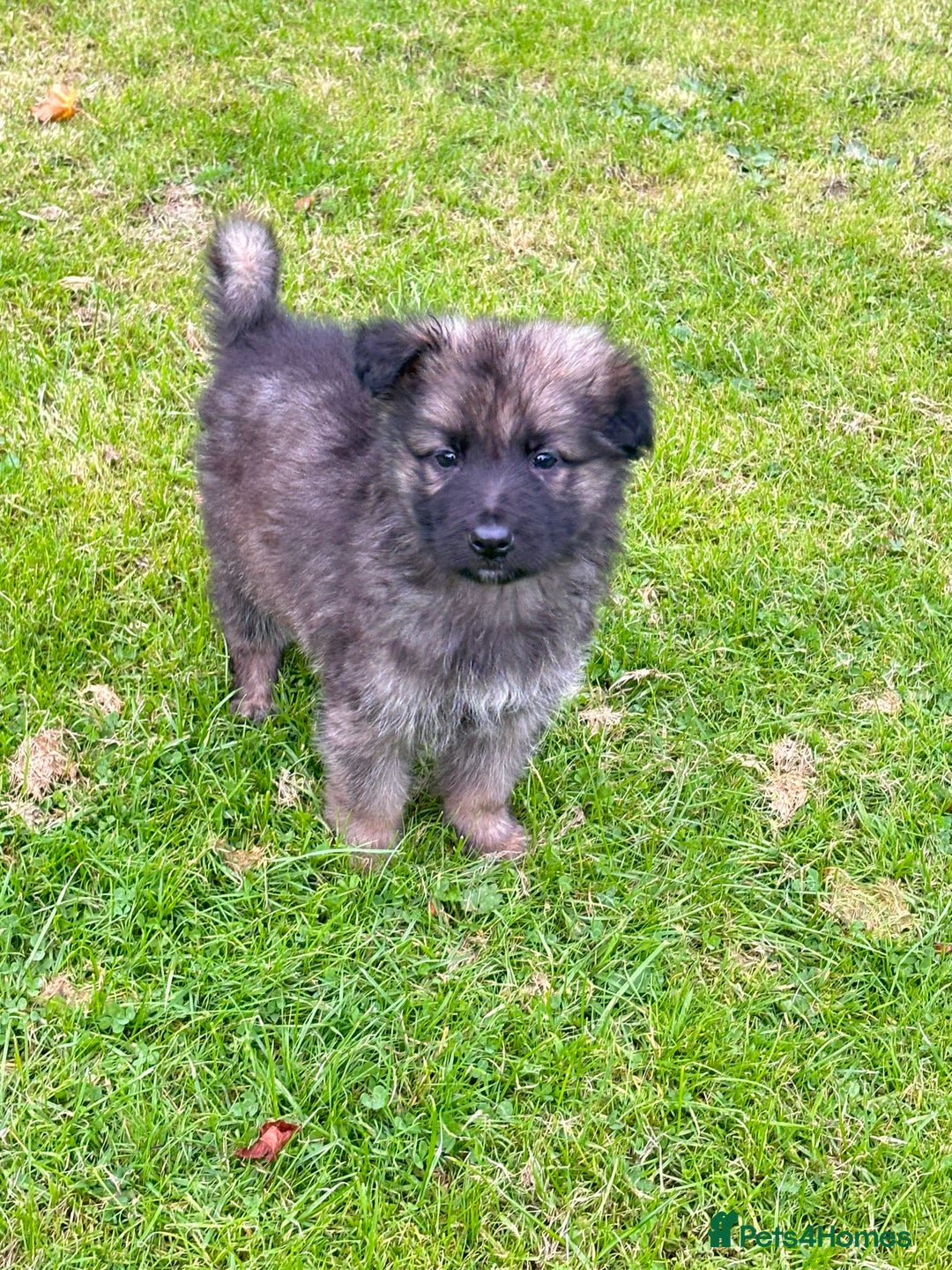 German Shepherd dogs for sale: German shepherd puppies for sale  - Image 16