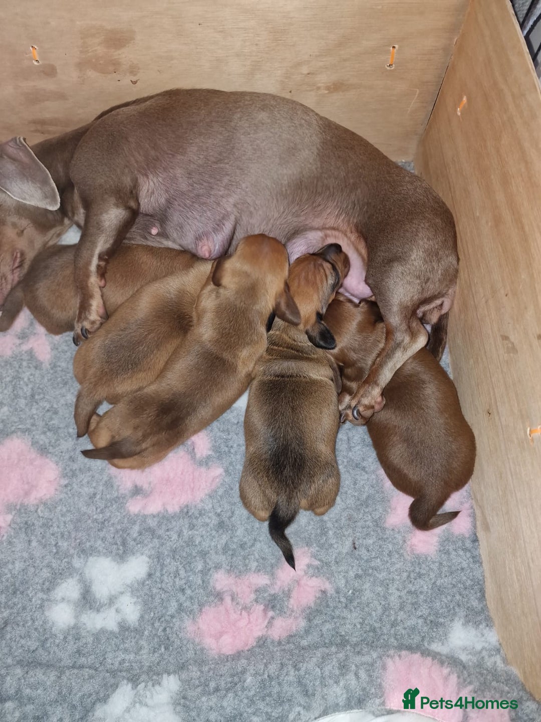 Miniature Dachshund dogs for sale: Beautiful  miniature  dachshund puppies for sale - Advert 4