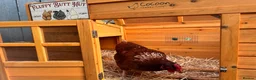 Chickens poultry for sale: 3 lovely 10 month old hens £20 EACH in Reading - Advert 7