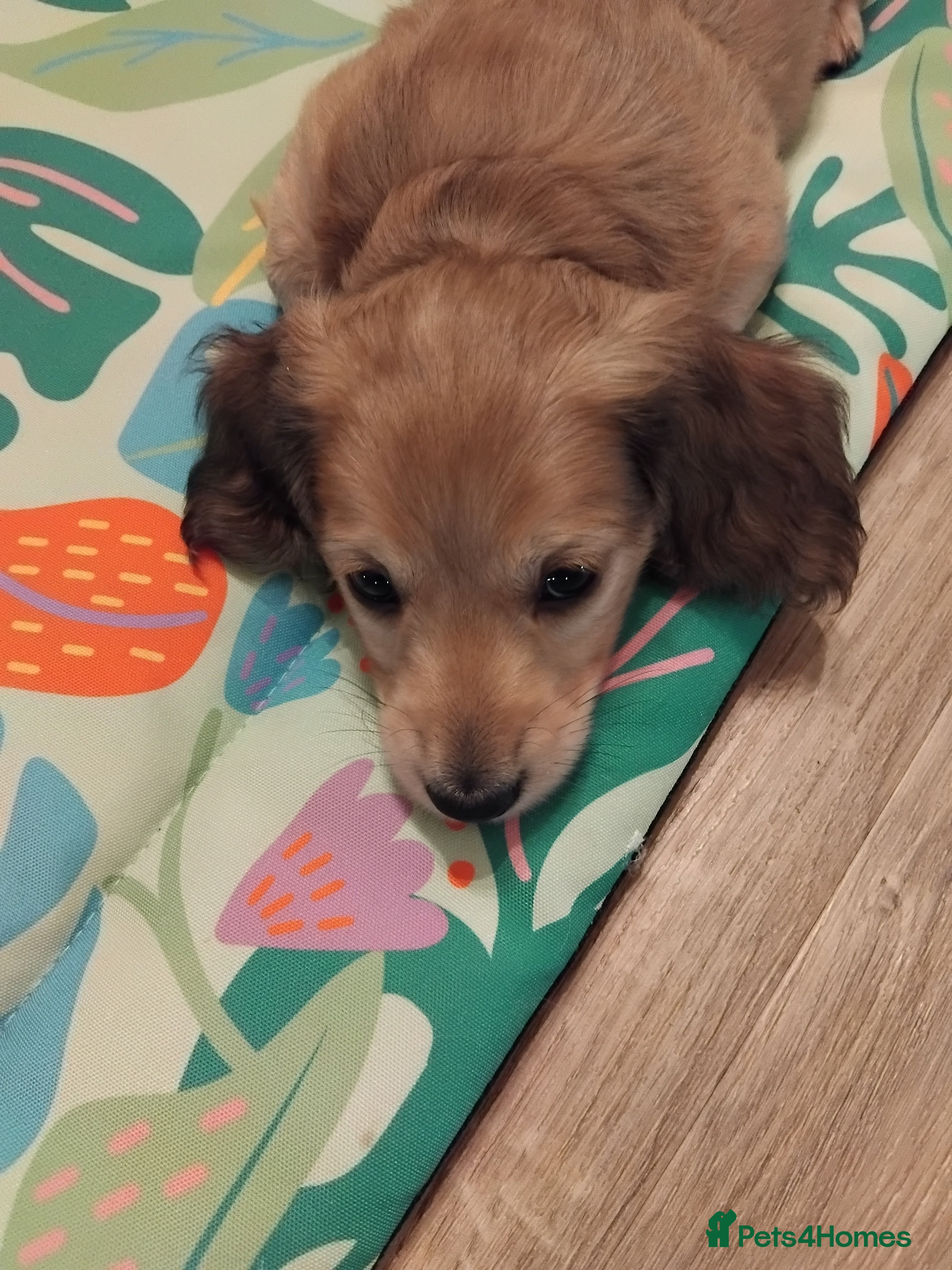 Miniature Dachshund dogs Miniature long haired dachshund puppies for sale  - Advert 13