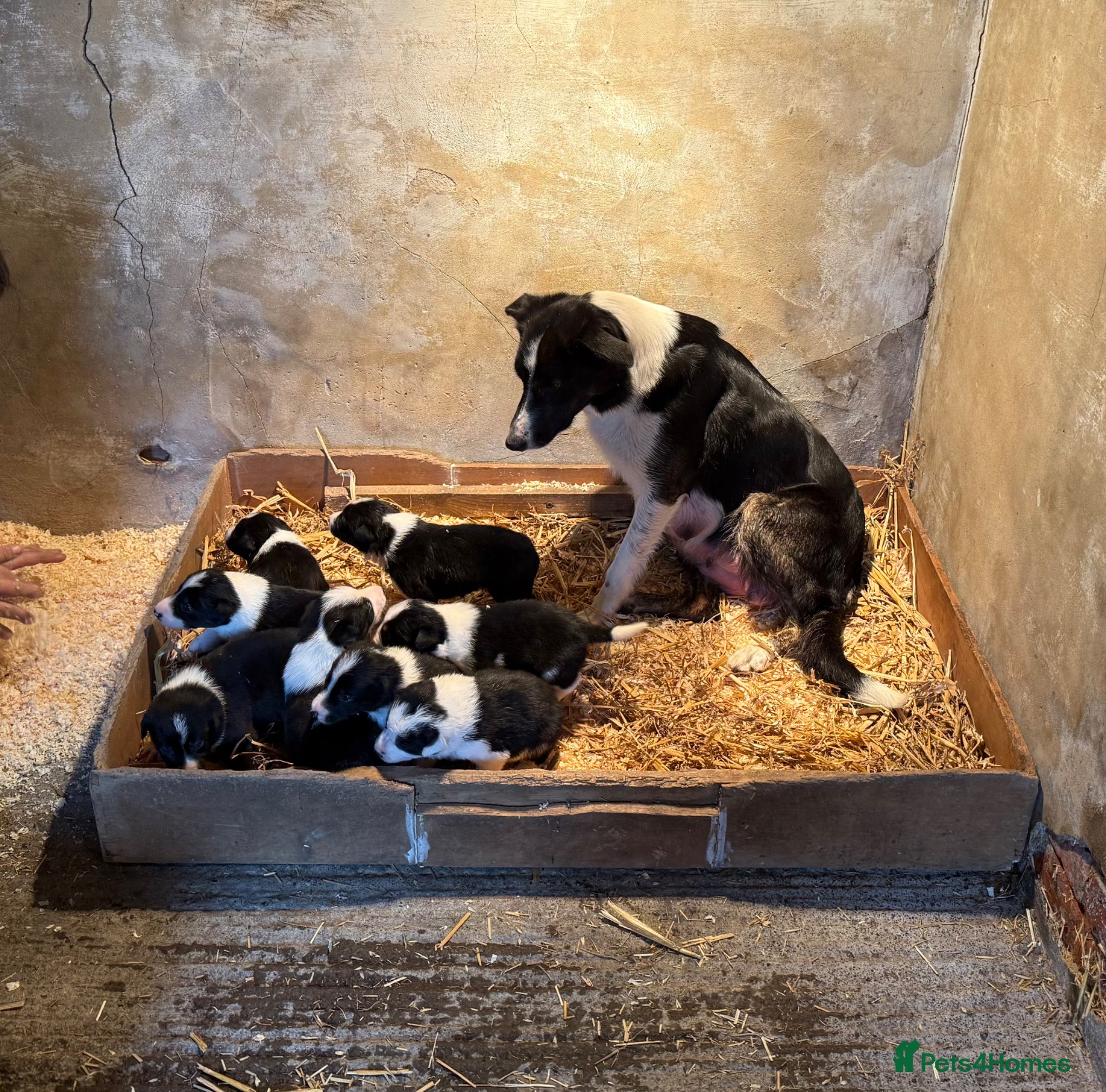 Border Collie dogs Border collie puppies for sale - Advert 1