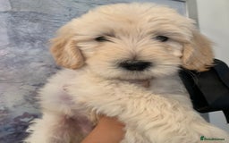 Labradoodle dogs for sale: Multigenerational Medium /Mini Labradoodles  - Image 26