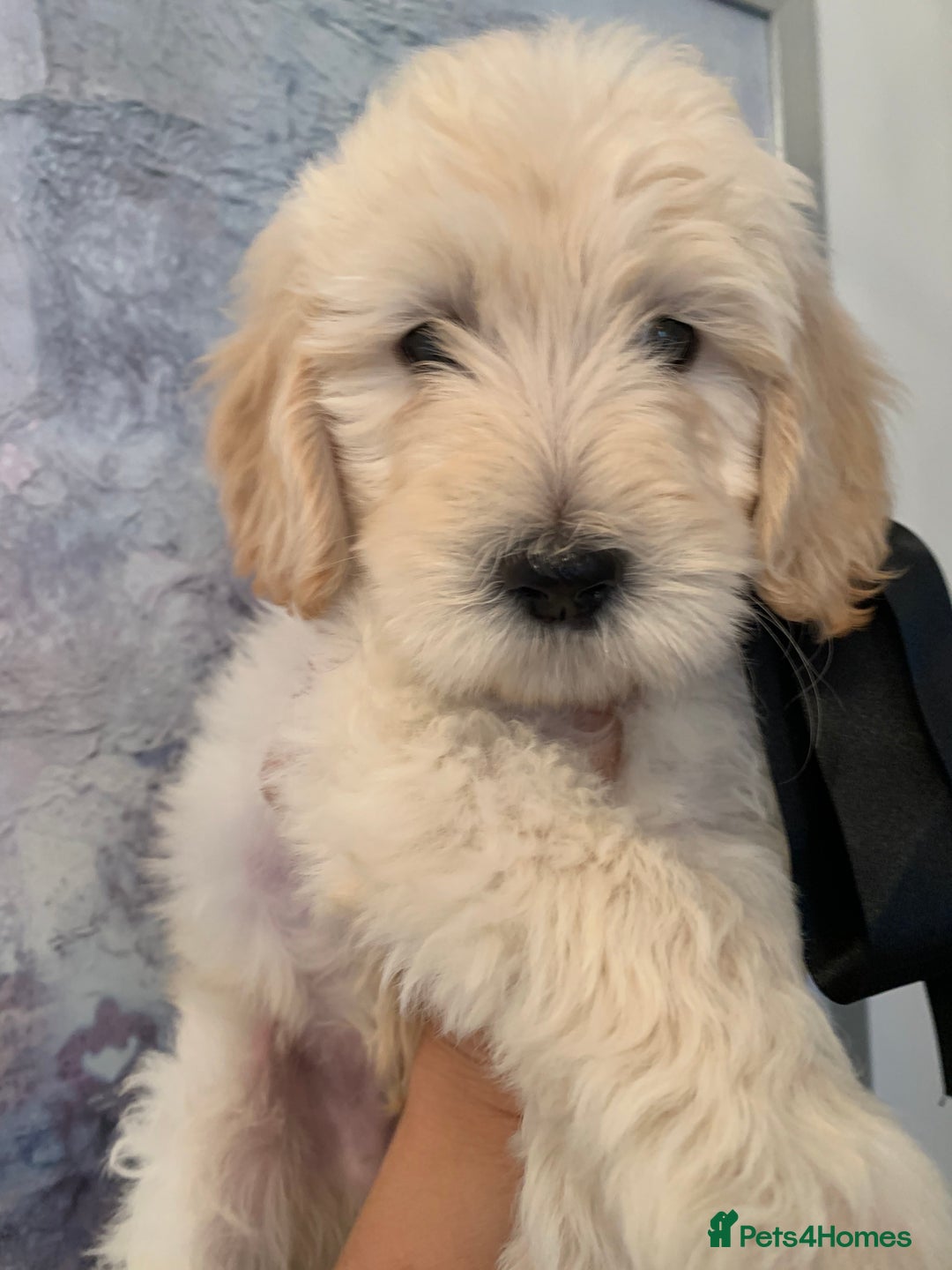 Labradoodle dogs for sale: Multigenerational Medium /Mini Labradoodles  - Image 26