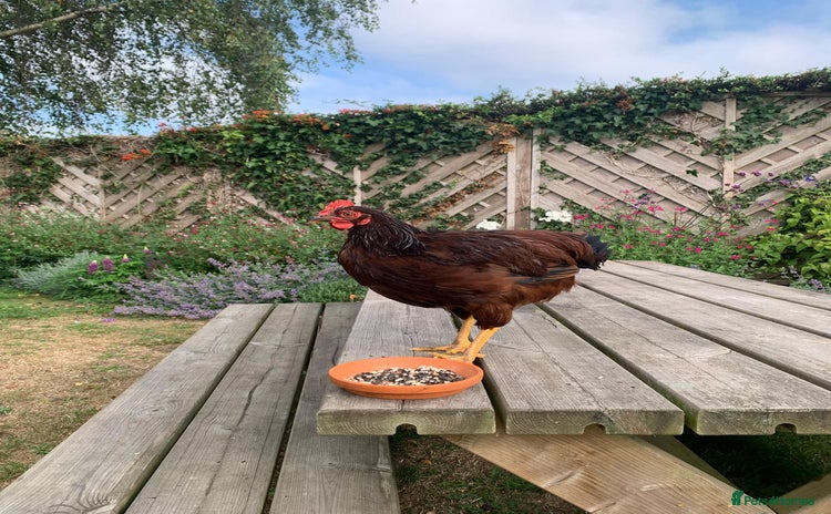 Chickens poultry - Advert 5