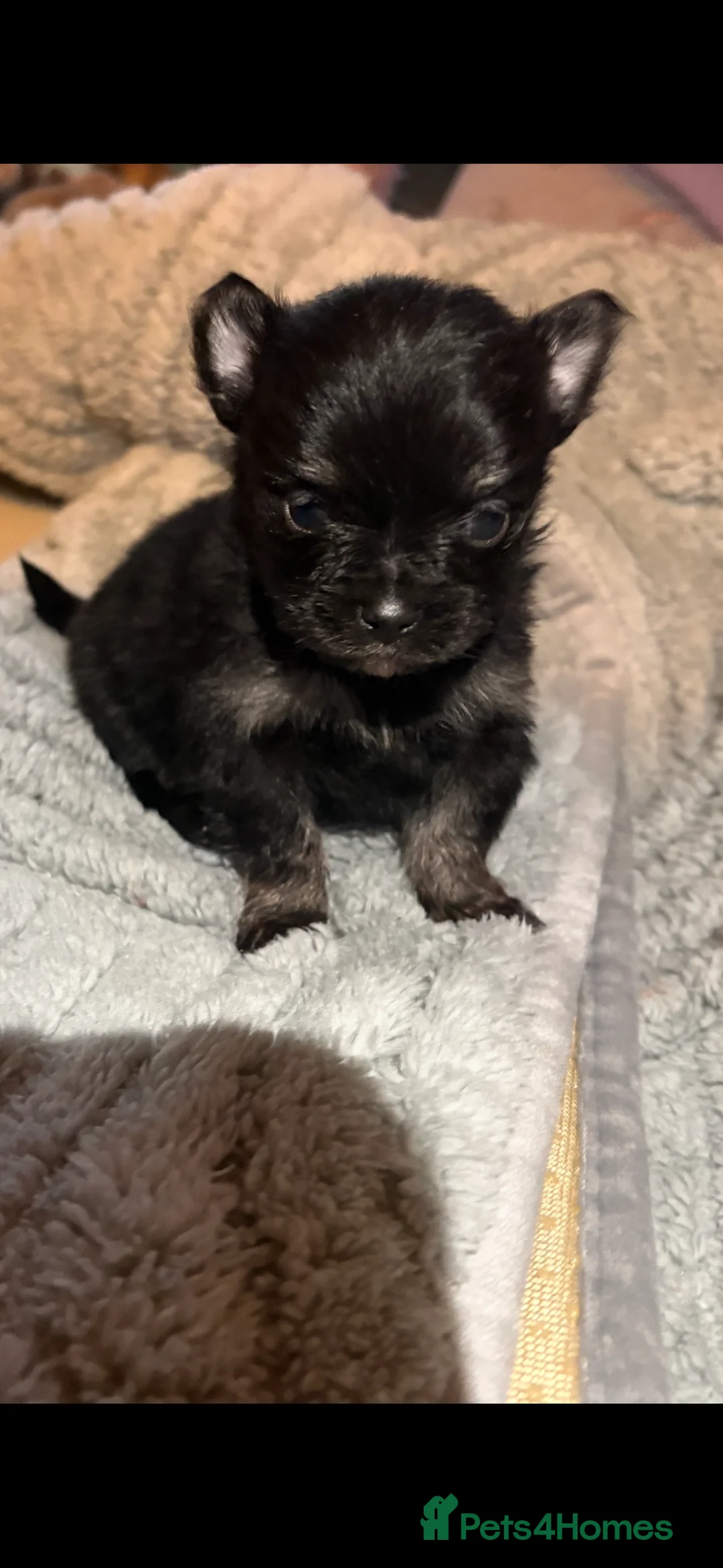 Pomchi dogs for sale: 4 Beautiful pomchis 🐶🐾 - Advert 1