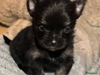 Pomchi dogs 4 Beautiful pomchis 🐶🐾 - Advert 5