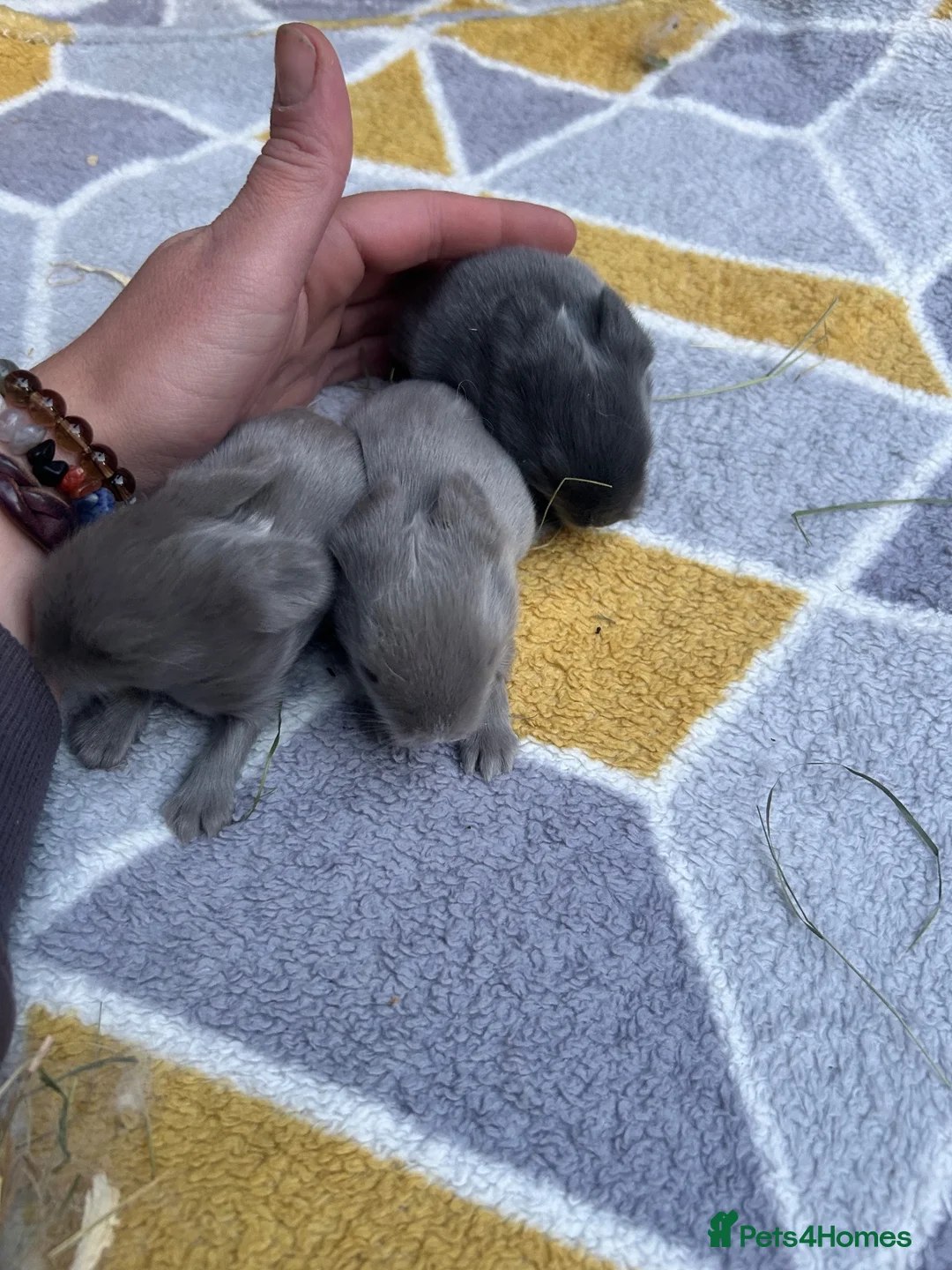 Mixed Breed rabbits for sale: Lionhead cross holland lop READY 28th November  - Advert 2