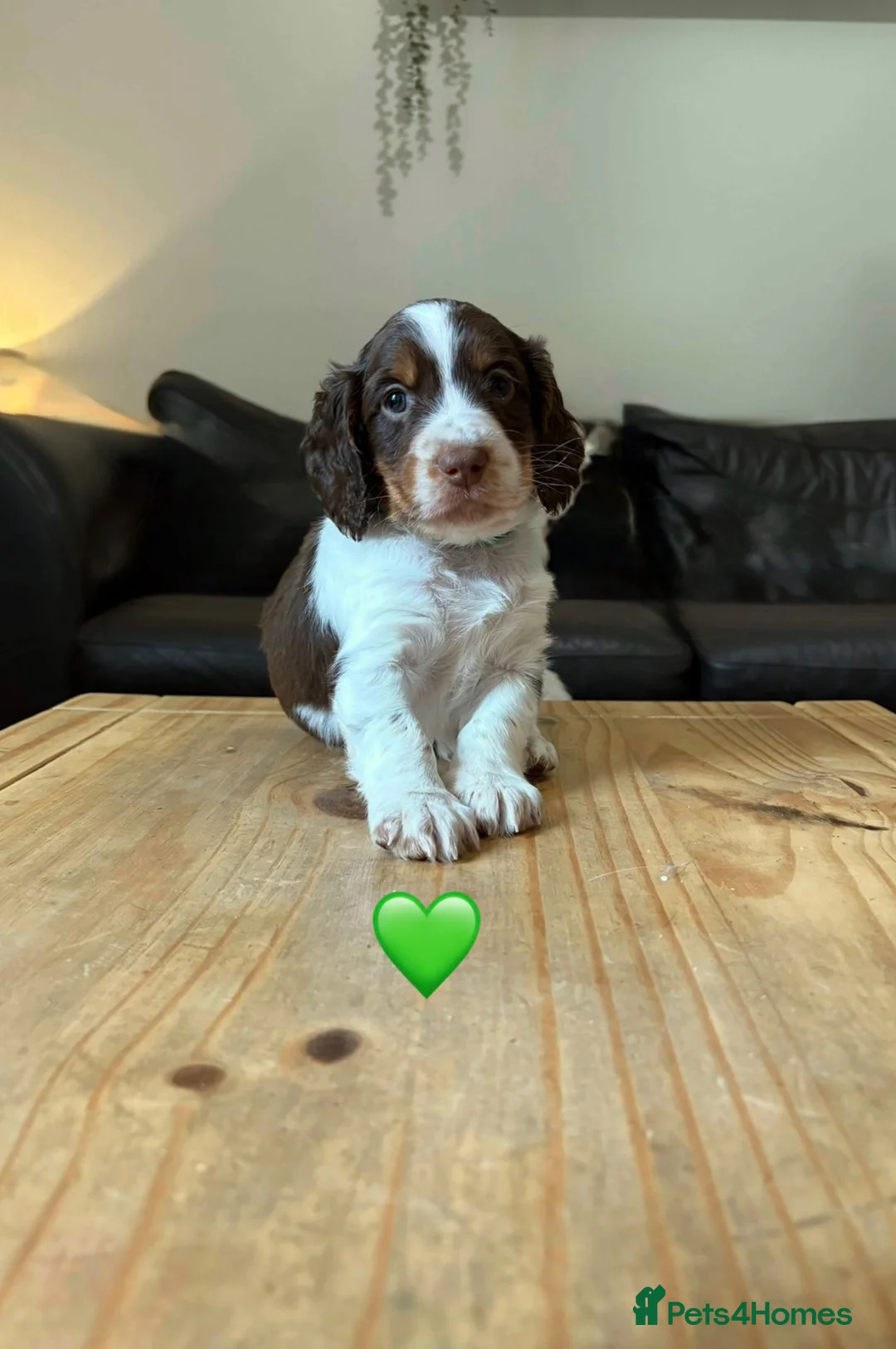 Cocker Spaniel dogs for sale: Working Cocker Spaniel Puppies 5 weeks old - Advert 3