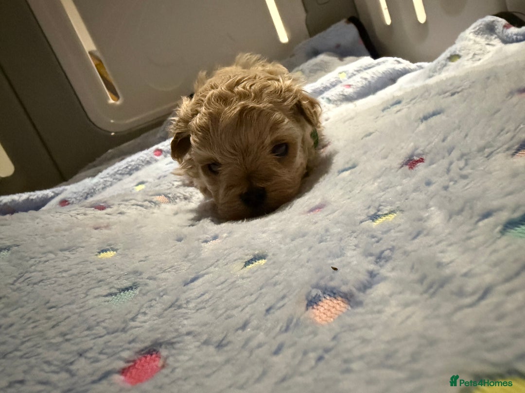 Maltipoo dogs for sale: Small Maltipoo puppy’s - Advert 4