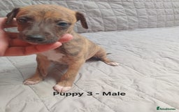Whippet dogs for sale: *LAST MALE PUPPY* Beautiful KC Registered Puppies - Image 12