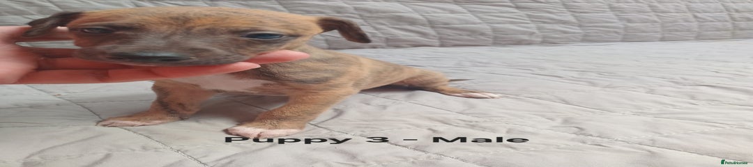 Whippet Puppy 3