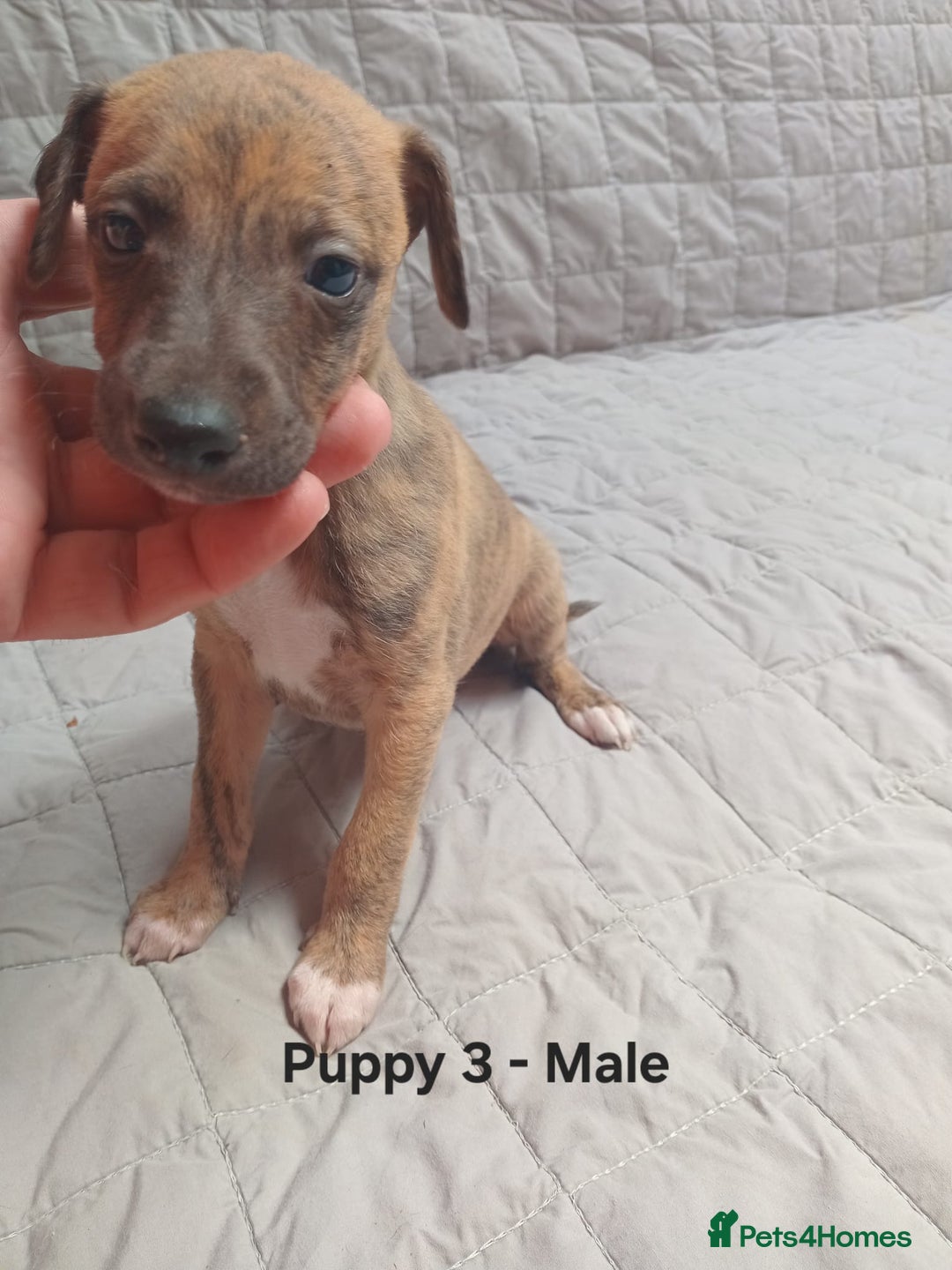 Whippet dogs for sale: *LAST MALE PUPPY* Beautiful KC Registered Puppies - Image 12