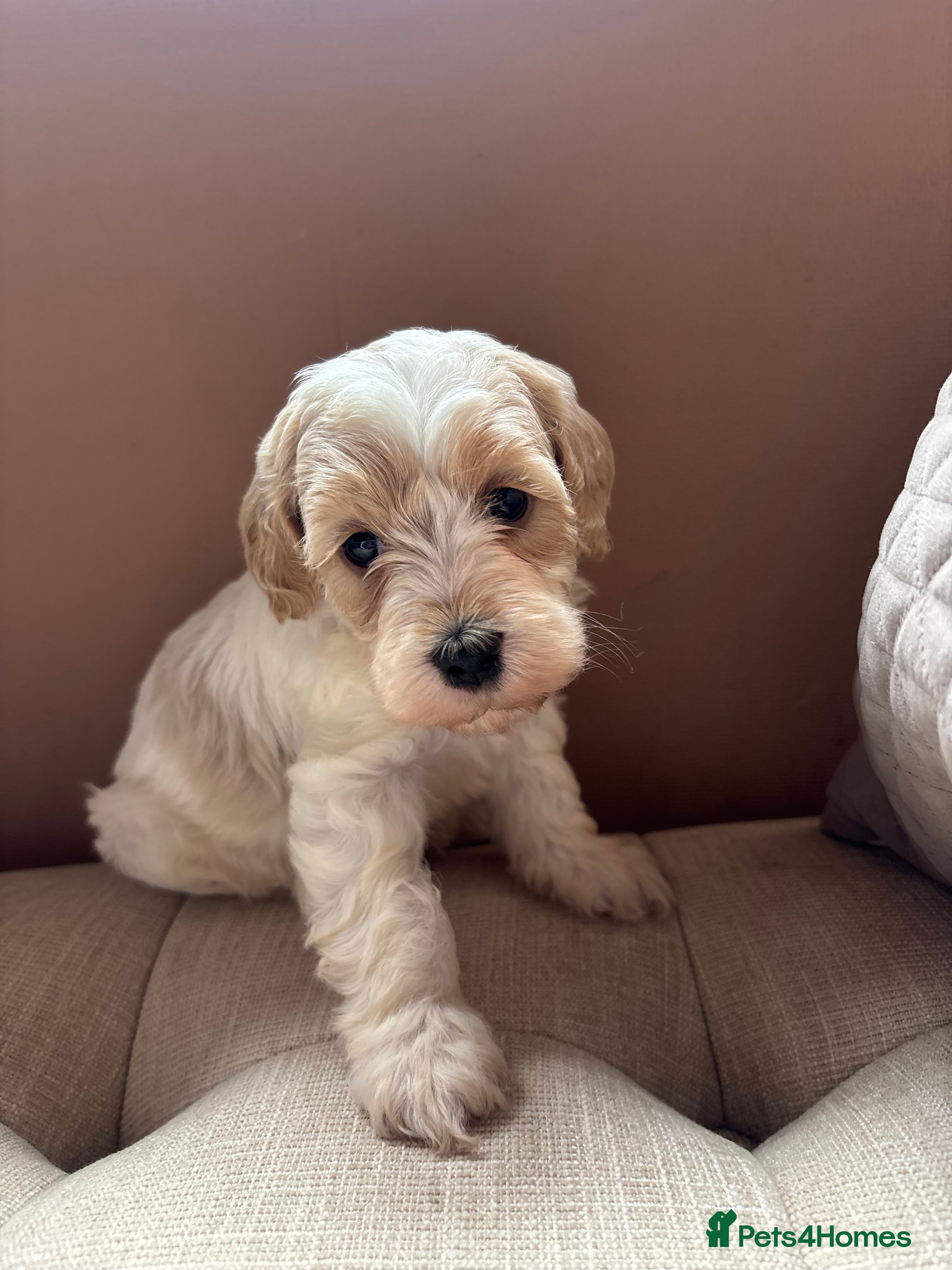 Cavapoochon dogs Cavapoochons Puppies Heath Tested Unique Colours - Advert 1