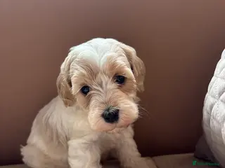 Cavapoochon dogs Cavapoochons Puppies Heath Tested Unique Colours - Advert 11