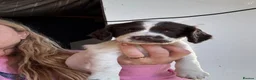 English Springer Spaniel dogs for sale: Beautiful springer spaniel puppies  - Advert 4