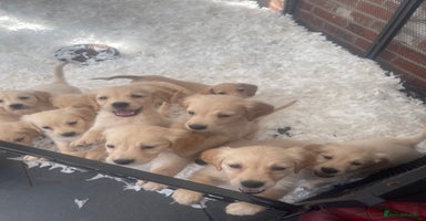 Golden Retriever dogs - Advert 8