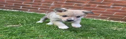 Mixed Breed dogs for sale: Gorgeous Border Collie Cross Puppies - Advert 4