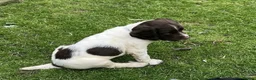 English Springer Spaniel dogs for sale: Stunning KC Registered ESS from working stock - Advert 11