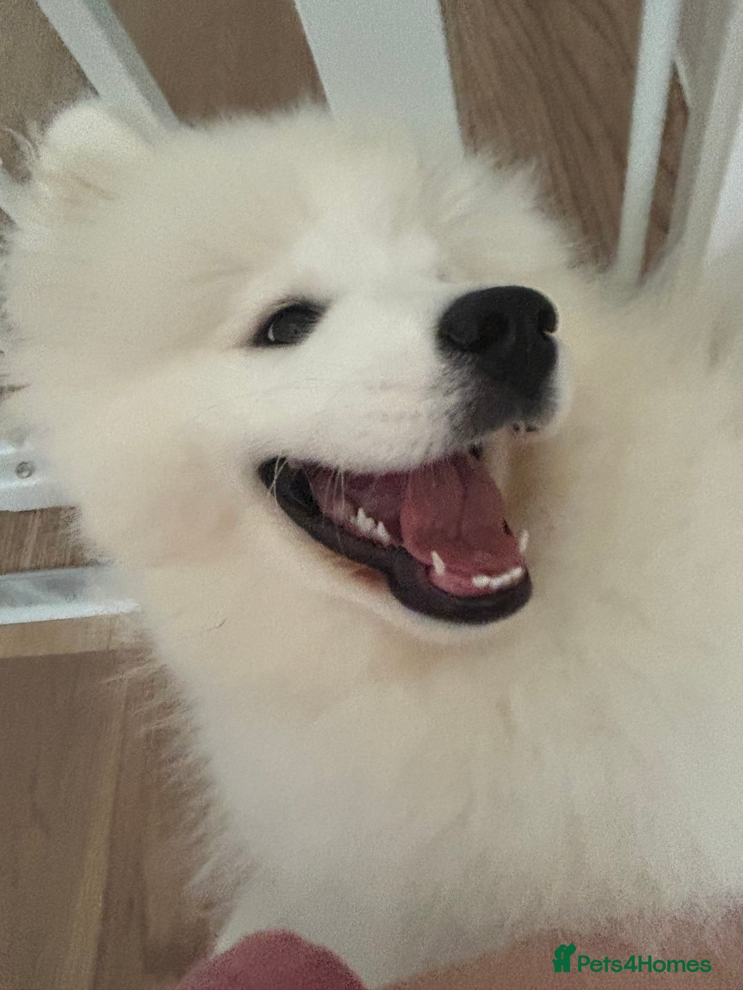 Samoyed dogs for sale: 🐾 Beautiful KC Registered Samoyed – 7 Months Old - Advert 7