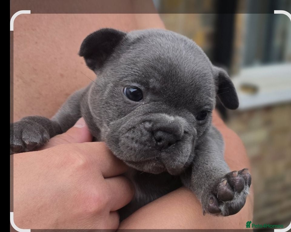 French Bulldog dogs 💙🐶French Bulldog Puppies💙🐶 - Advert 1