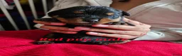 Rottweiler dogs for sale: Pure Pedigree Rottweiler Puppies - Advert 10
