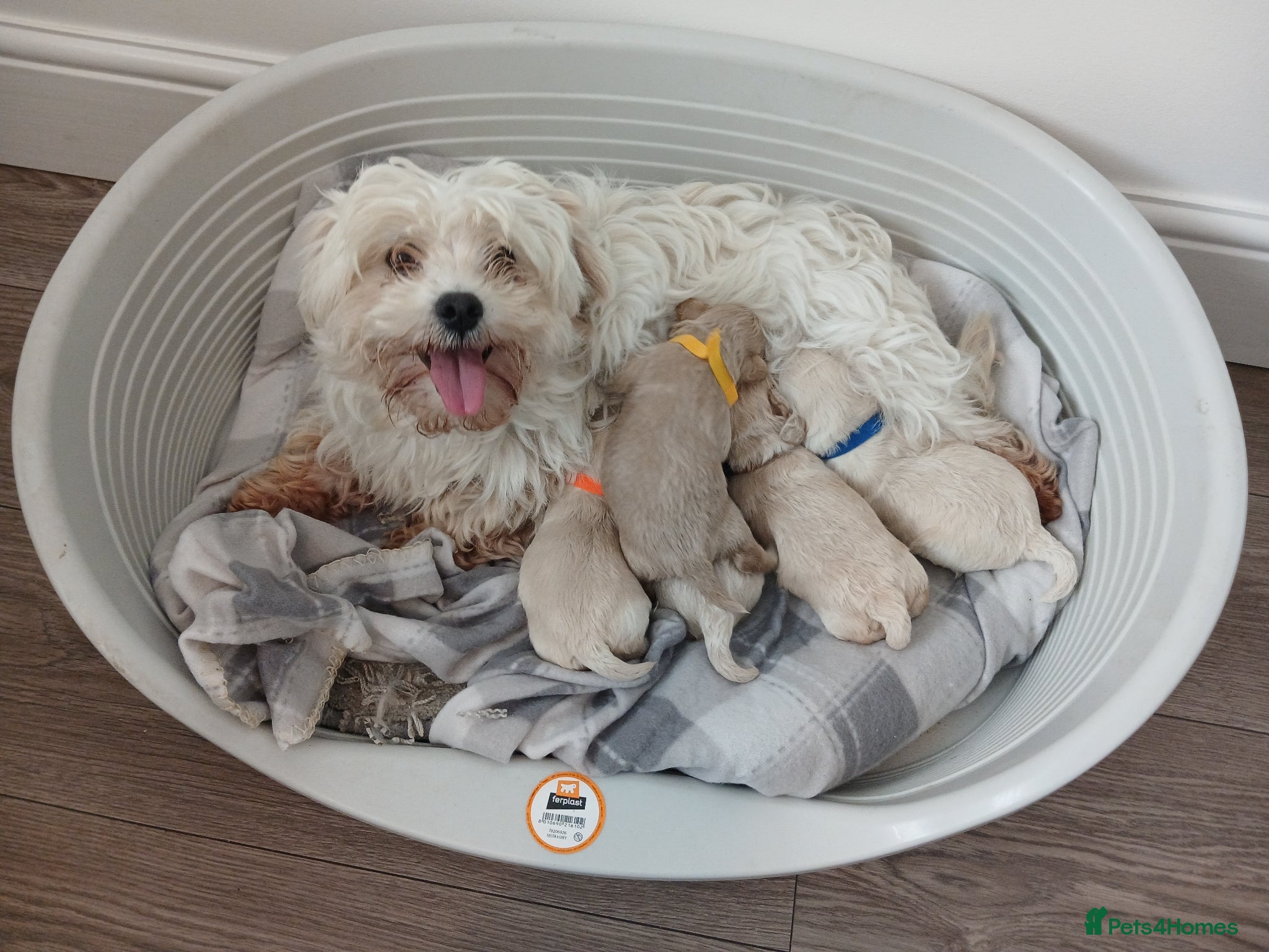 Maltipoo dogs Maltipoo puppies - Advert 2