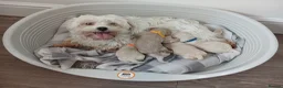 Maltipoo dogs for sale: Maltipoo puppies - Advert 2