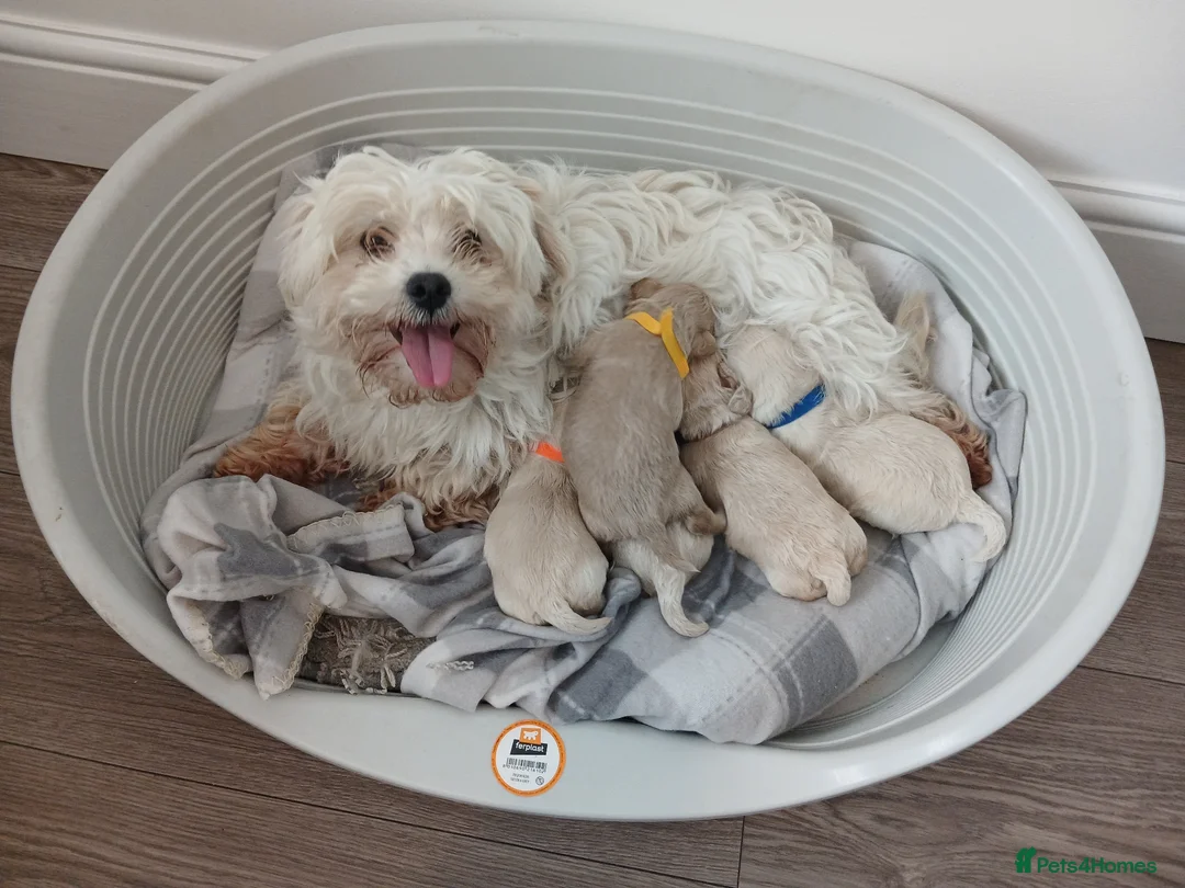 Maltipoo dogs for sale: Maltipoo puppies - Advert 2