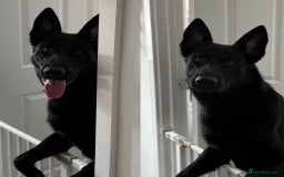 Mixed Breed dogs for sale: Storm 1 year old  - Image 1