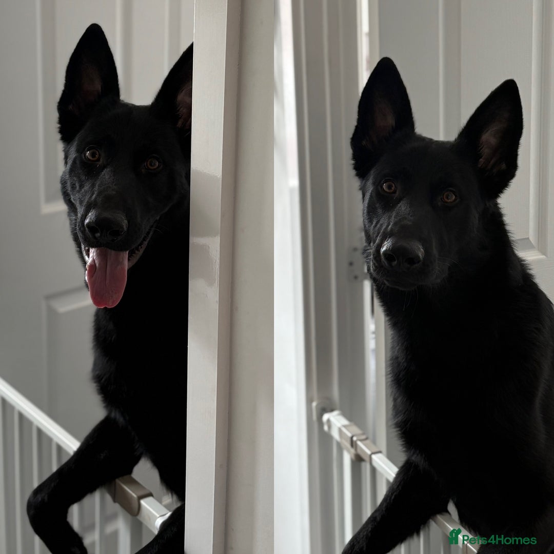 Mixed Breed dogs for sale: Storm 1 year old  - Image 1