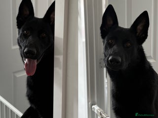 Mixed Breed dogs - Advert 21