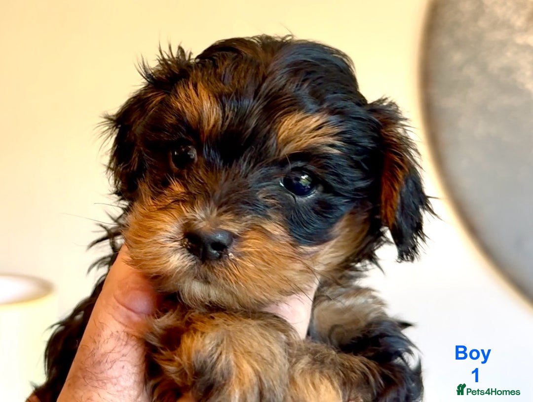 Maltipoo dogs for sale: Exquisitely Adorable Toy Maltipoo Puppies  - Image 27