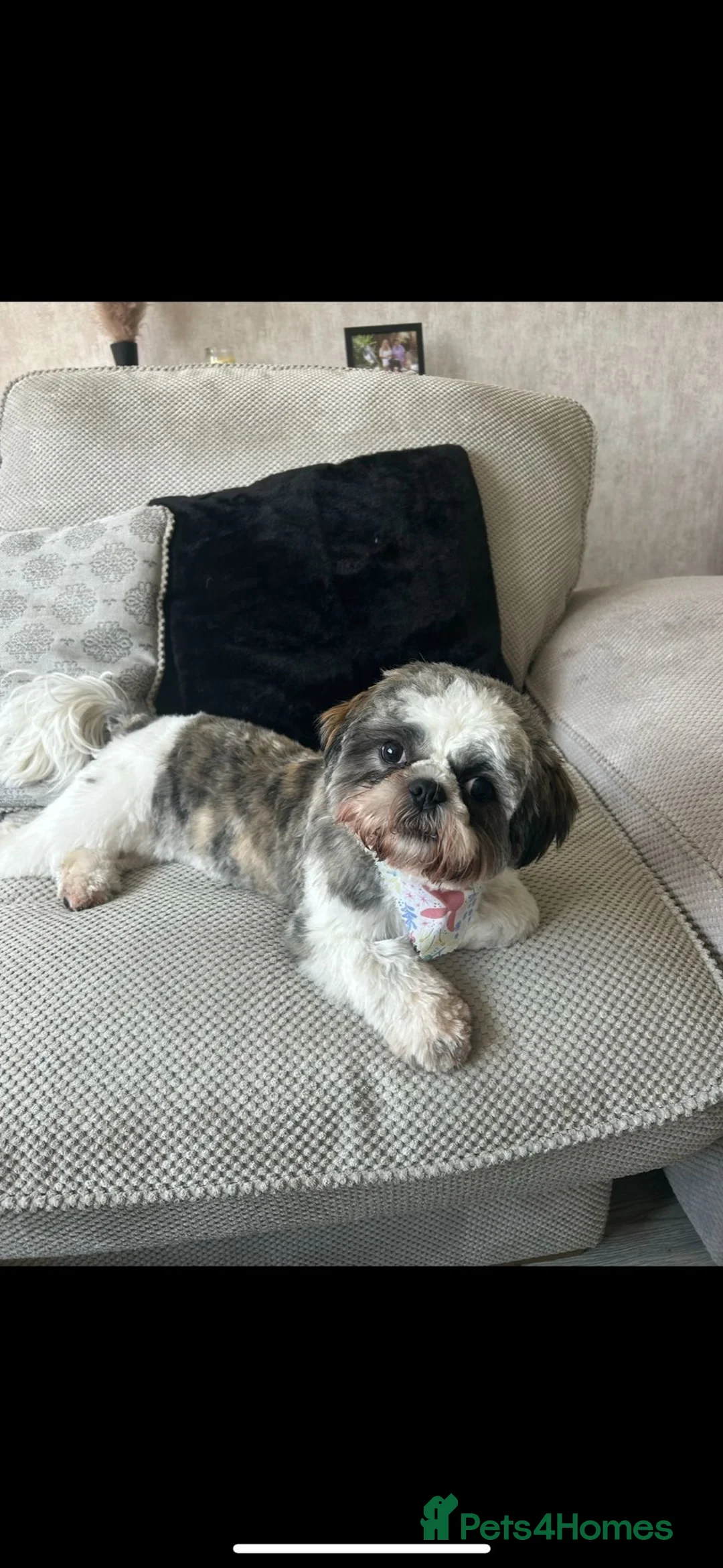 Shih Tzu dogs for sale: 2 shih tzu boys left - Advert 2