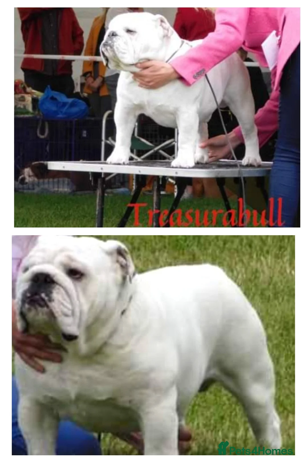 English Bulldog dogs for stud: UK CHAMPION health tested  in Bradford - Advert 9